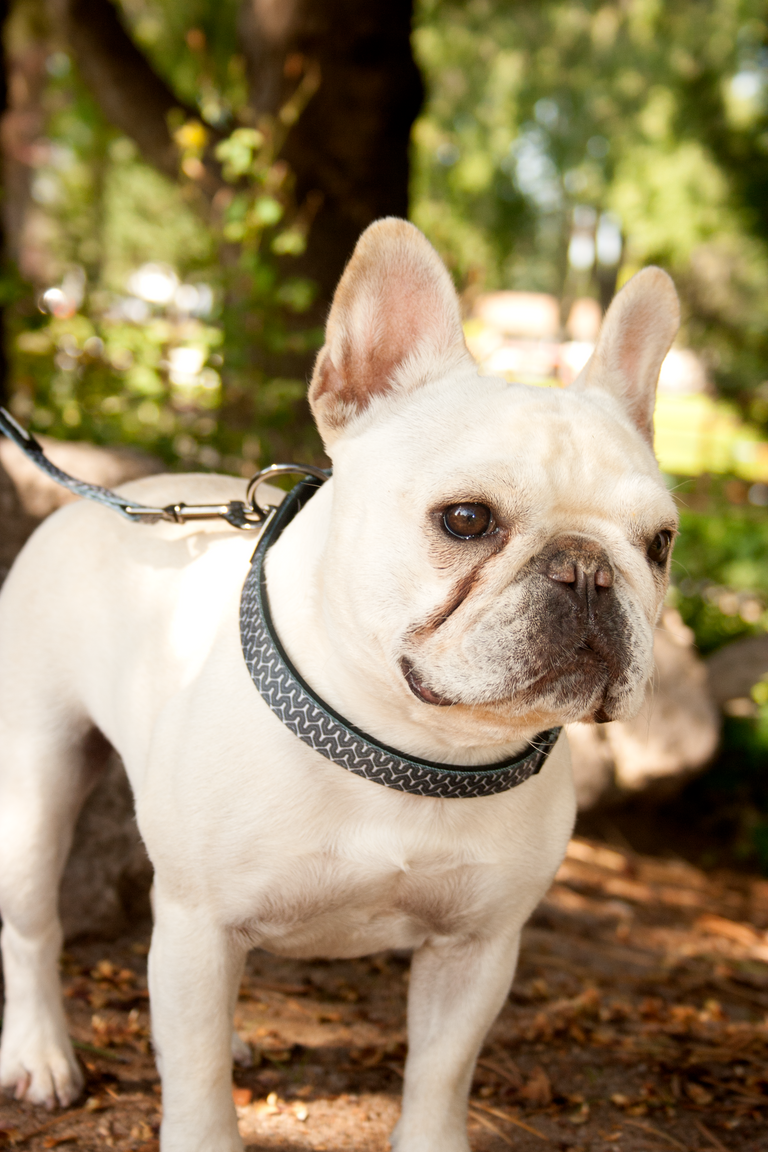 Charlotte & Emerson The Myles Collection Premium Dog Collar & Leash Set - Black and White Geometric