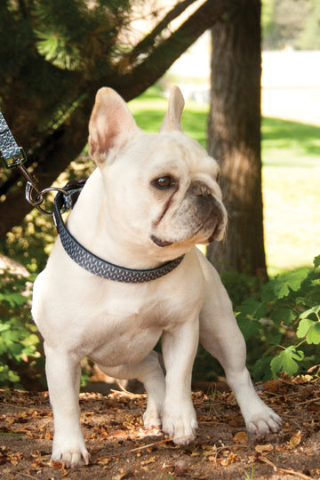 Charlotte & Emerson The Myles Collection Premium Dog Collar & Leash Set - Black and White Geometric